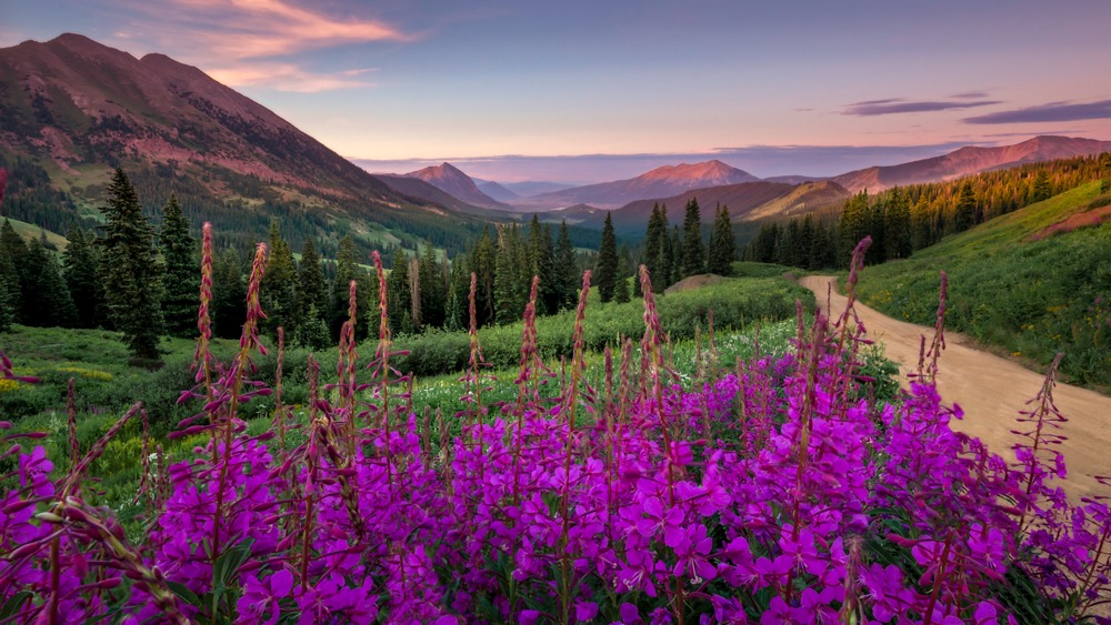 Vivid Colours