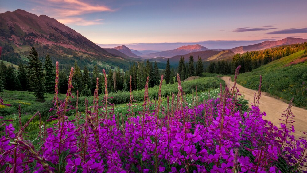 Vivid Colours