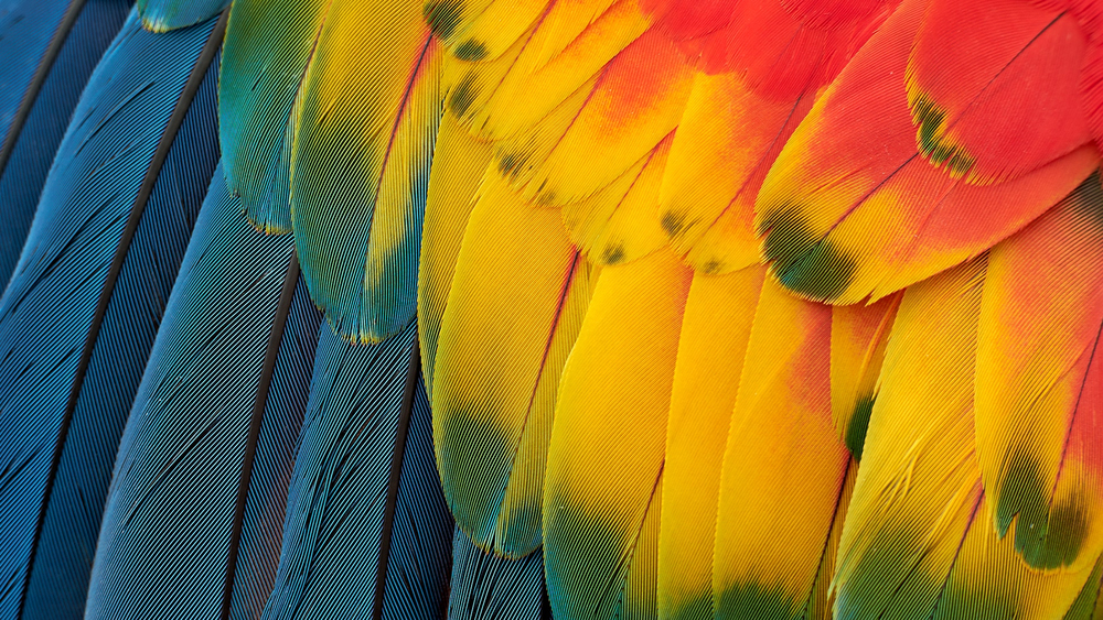 Vivid colours
