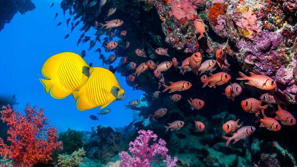 Vivid colours