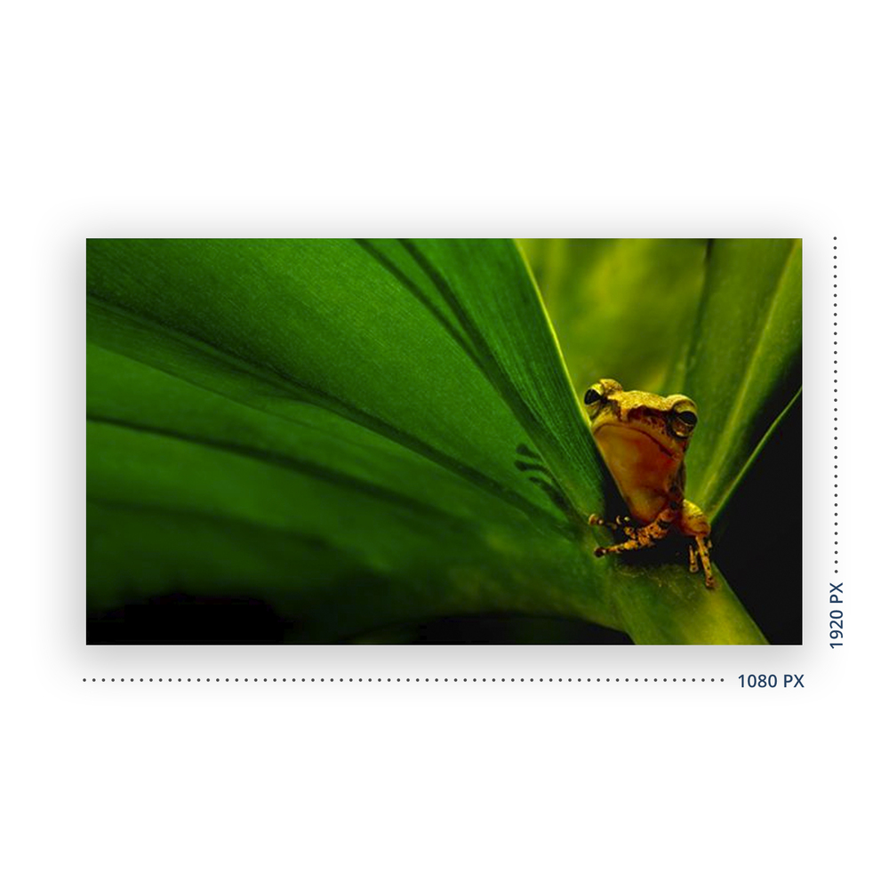 FHD Resolution